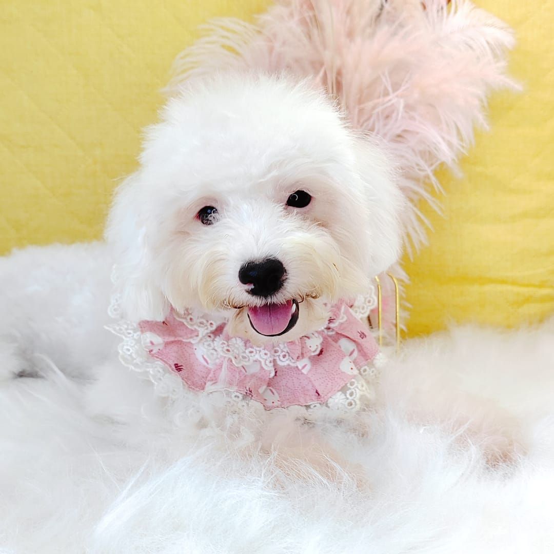Poodle 娉拌开璐靛