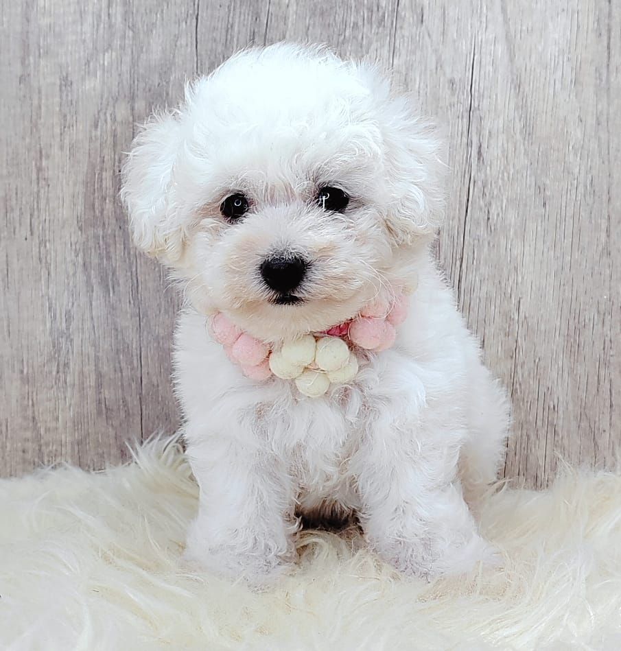 Poodle 娉拌开璐靛