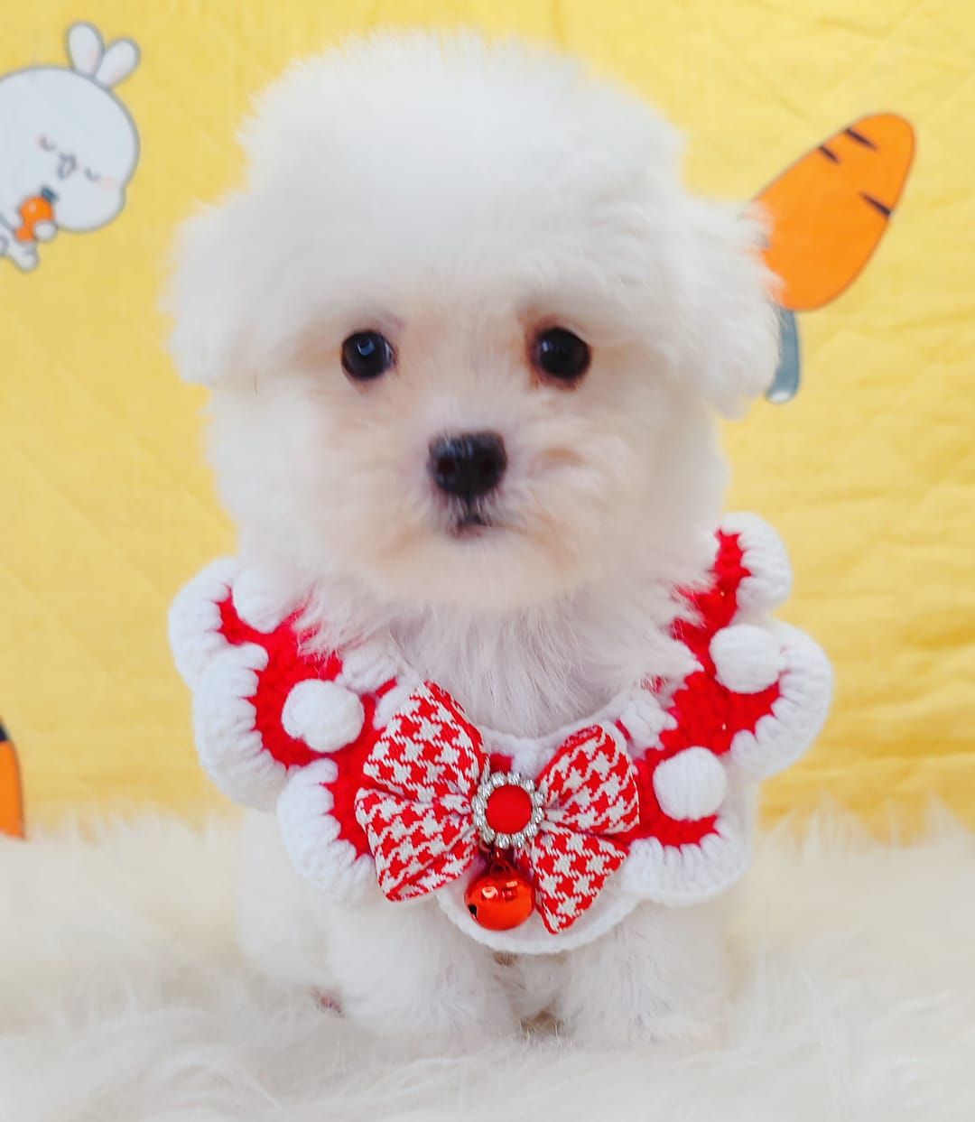 Bichon 比熊