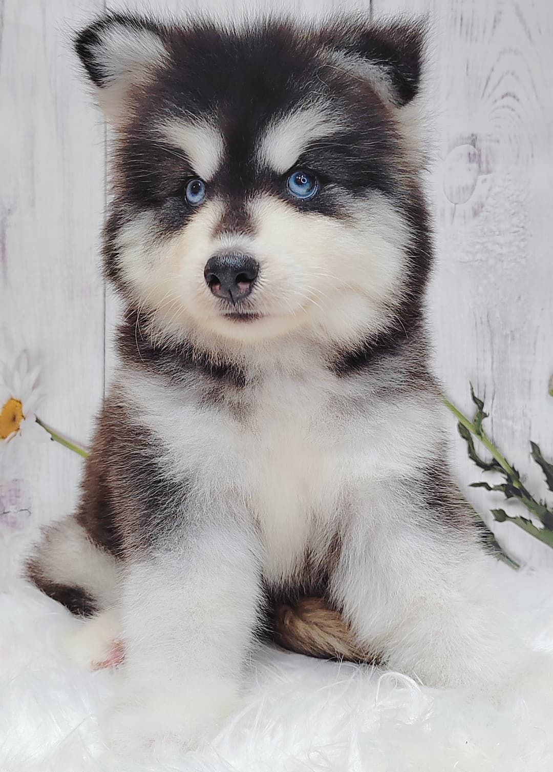 Wooly Alaskan 长毛哈士奇