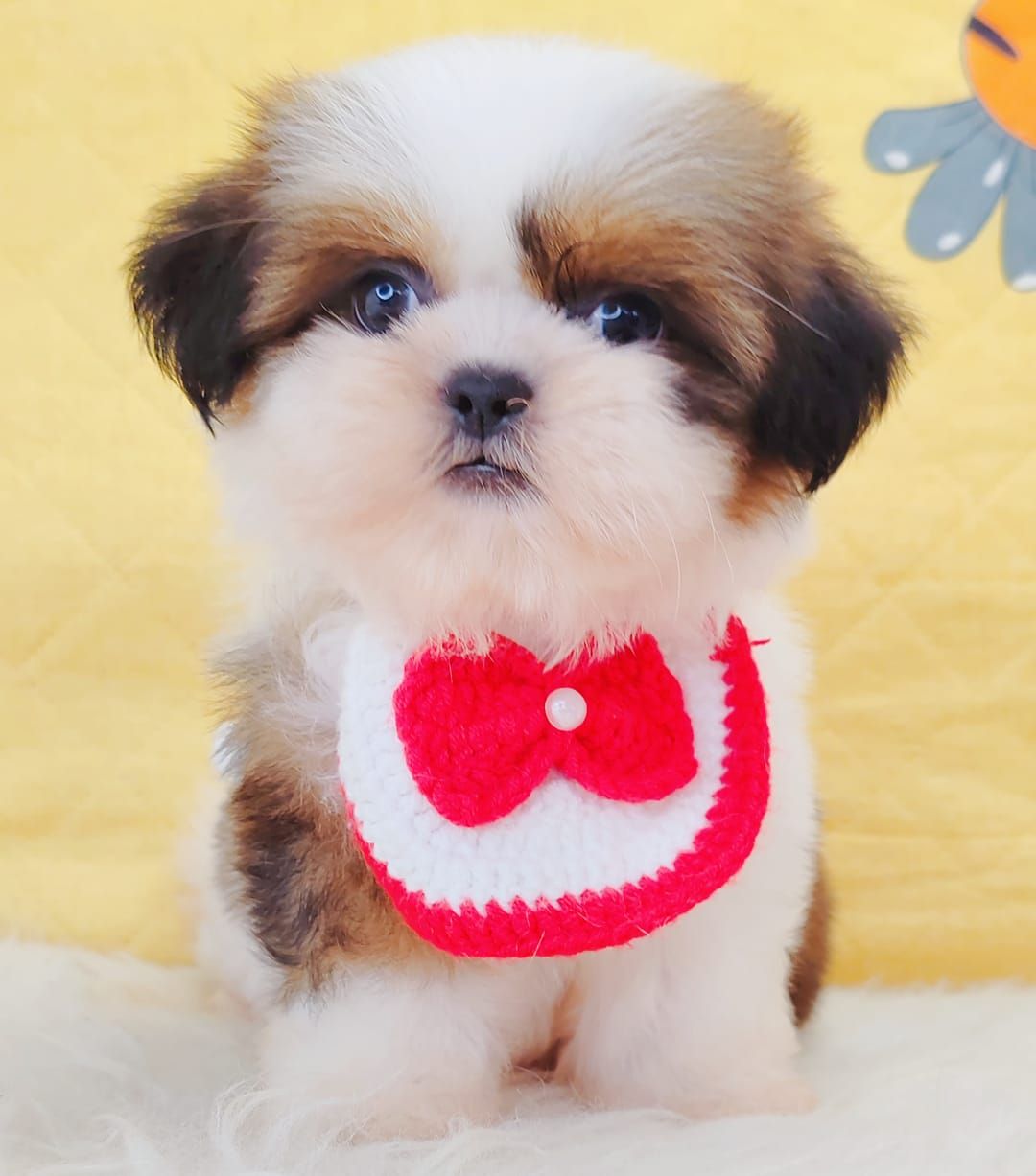 Shih Tzu 西施