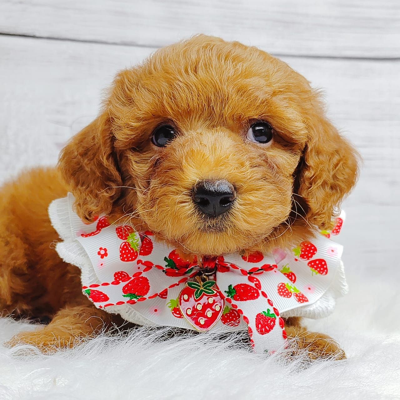 Poodle 娉拌开璐靛