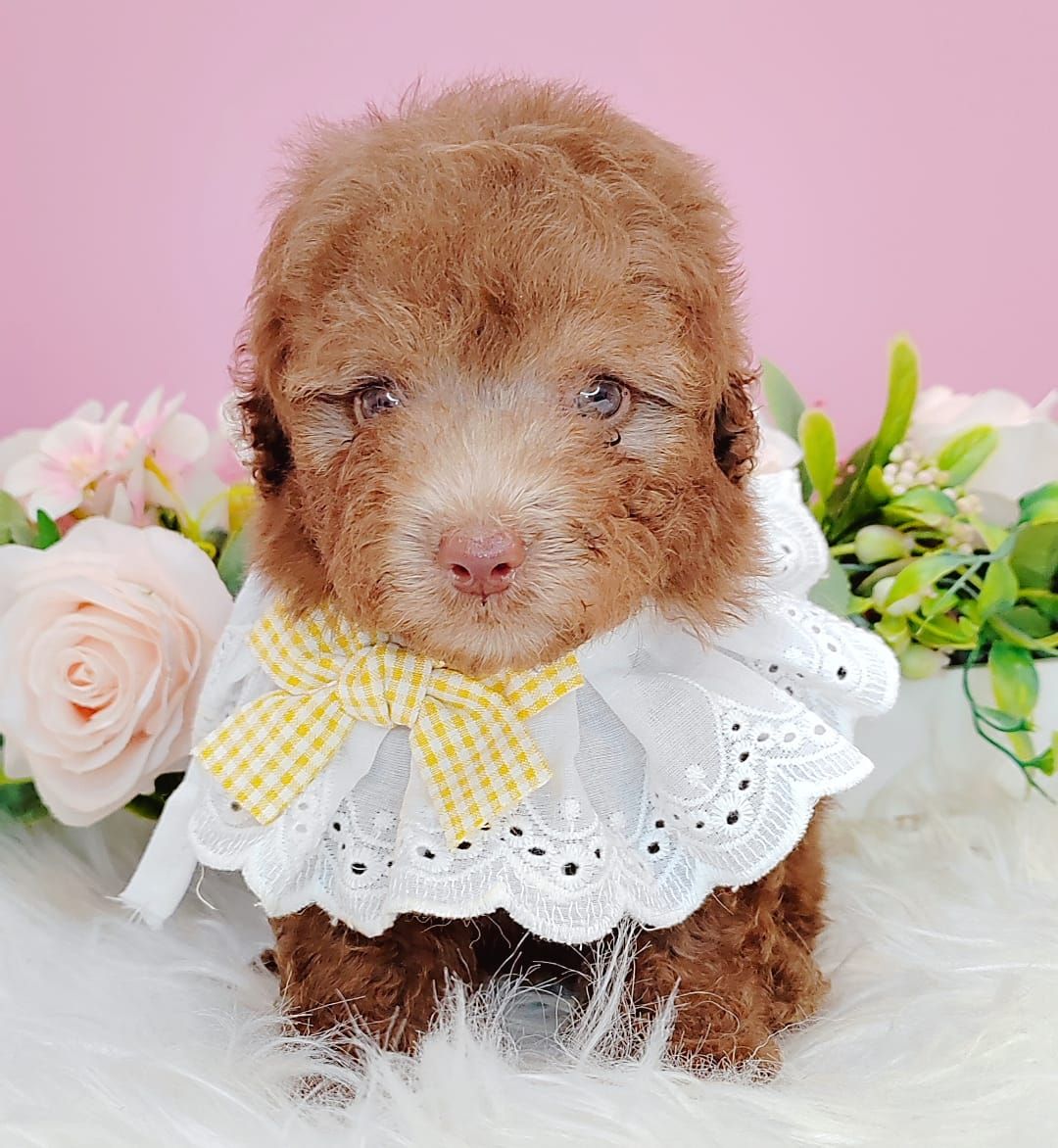 Poodle 娉拌开璐靛
