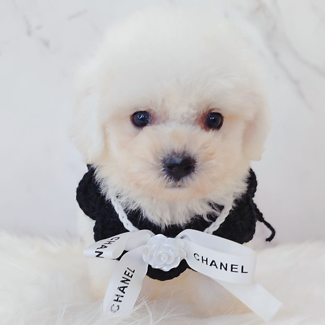 Bichon Frise 比熊