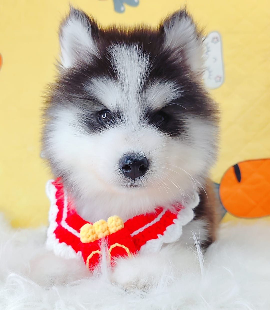 Wooly Husky 哈士奇