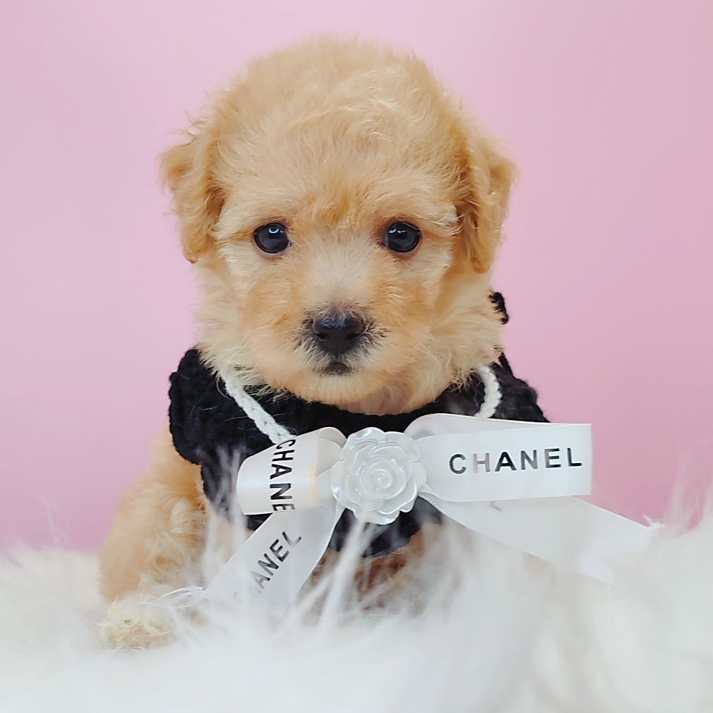 Poodle 娉拌开璐靛