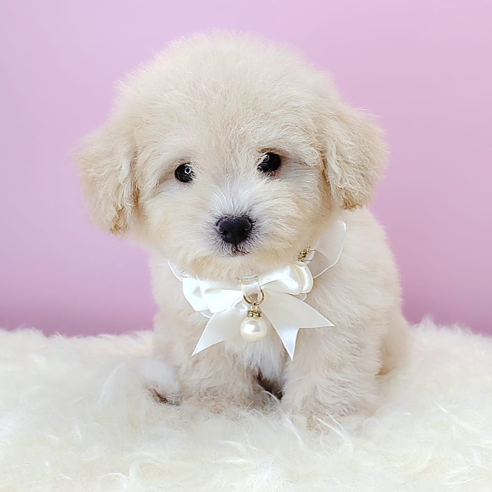 Maltipoo 马尔泰迪
