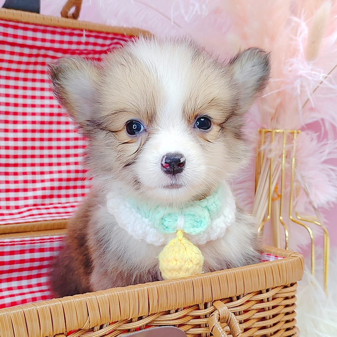 Welsh Corgi 柯基