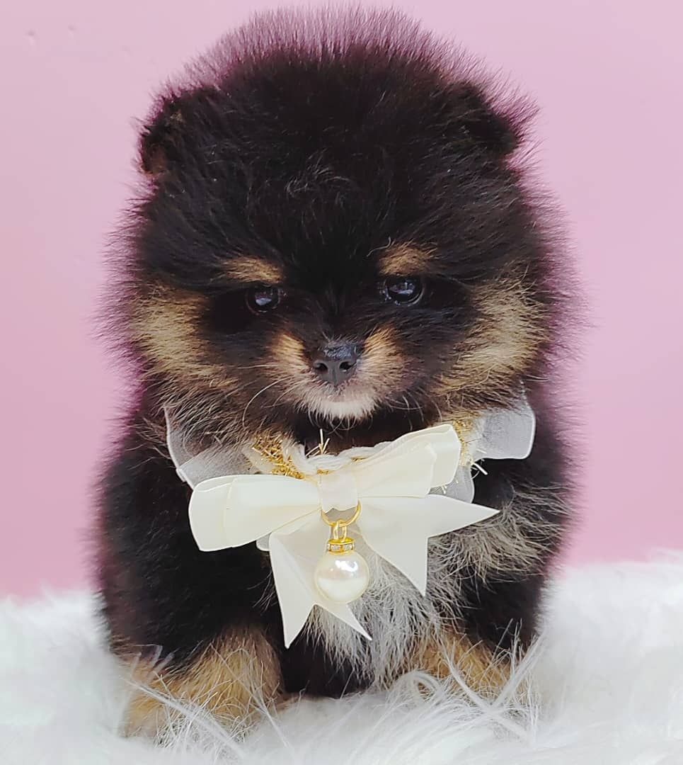 Pomeranian 博美