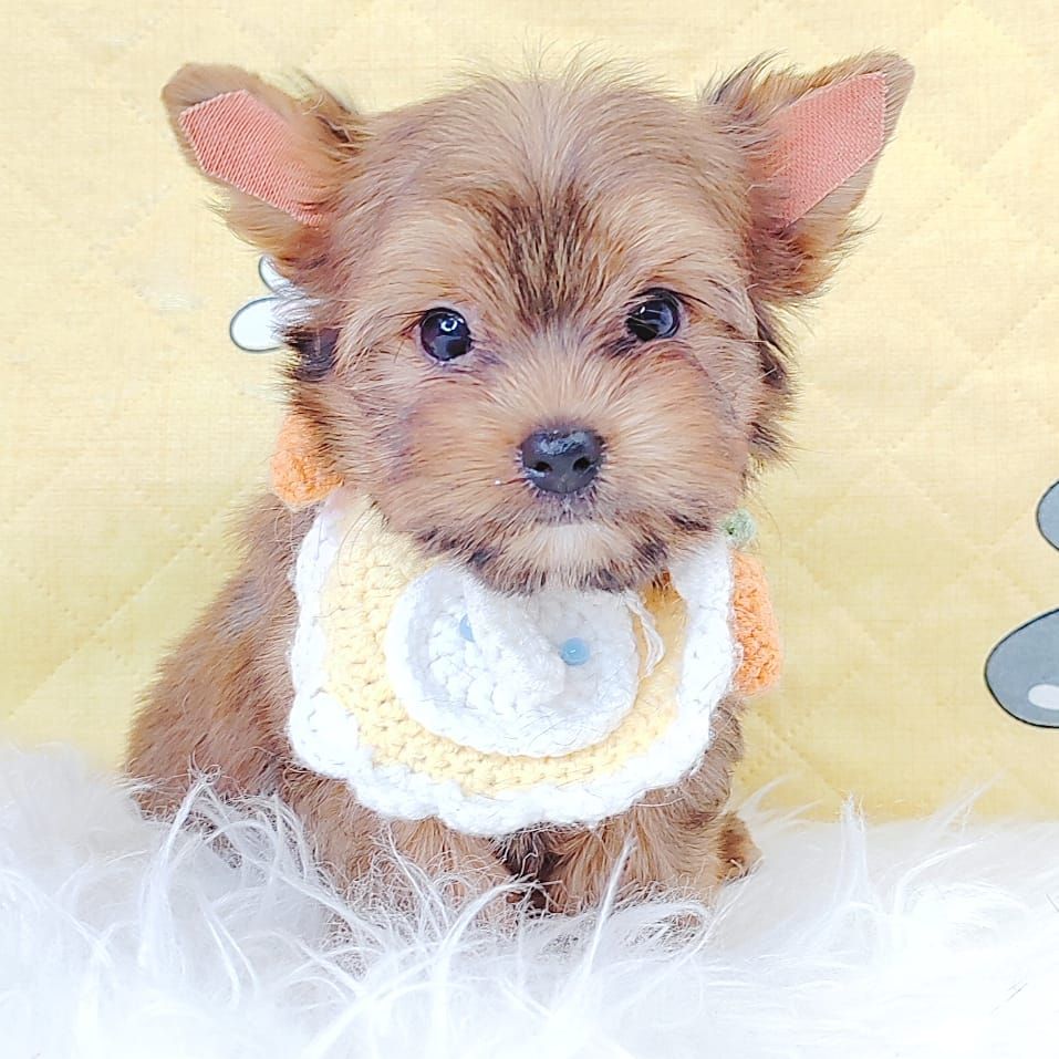 Yorkshire Terrier 约克夏