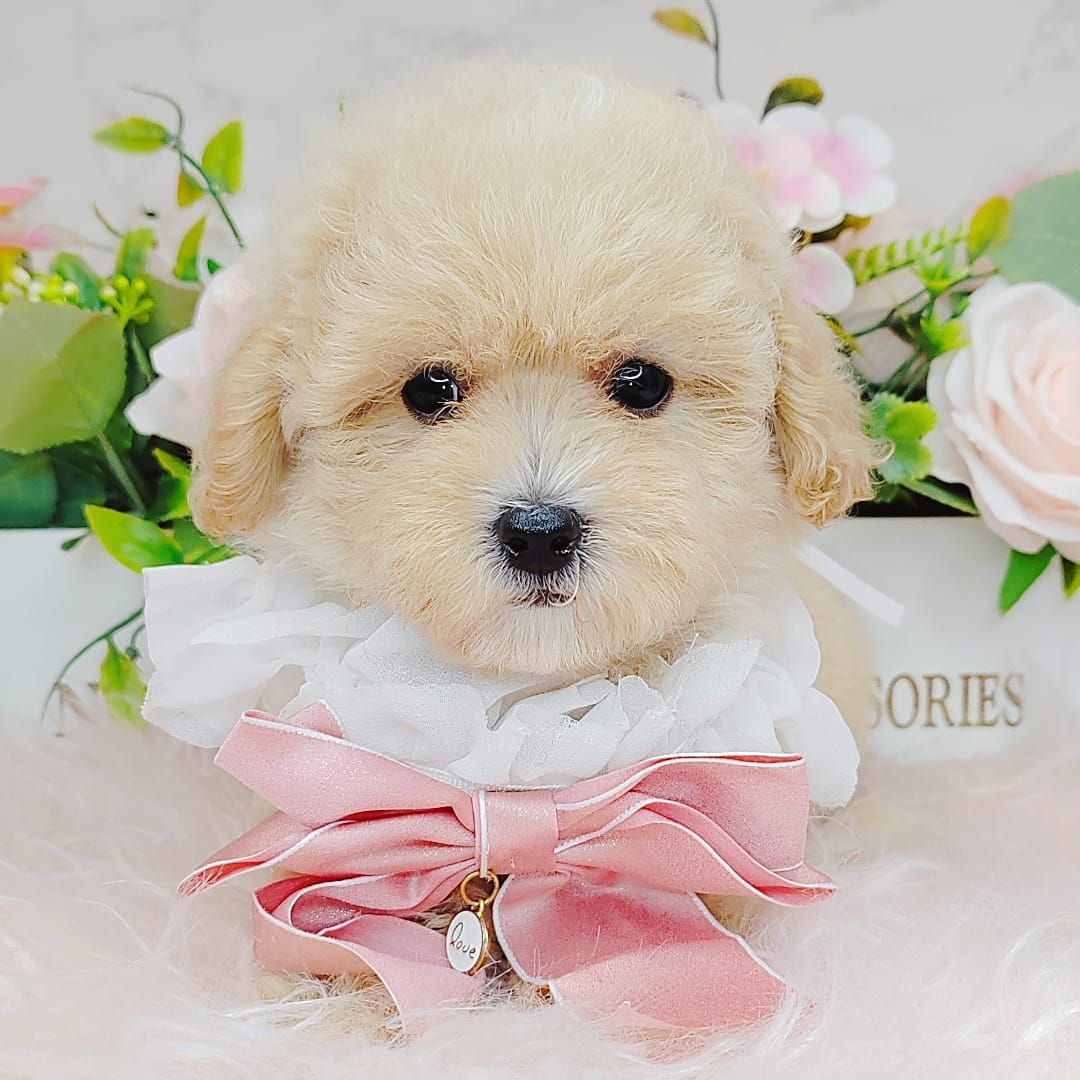  Poodle 娉拌开璐靛