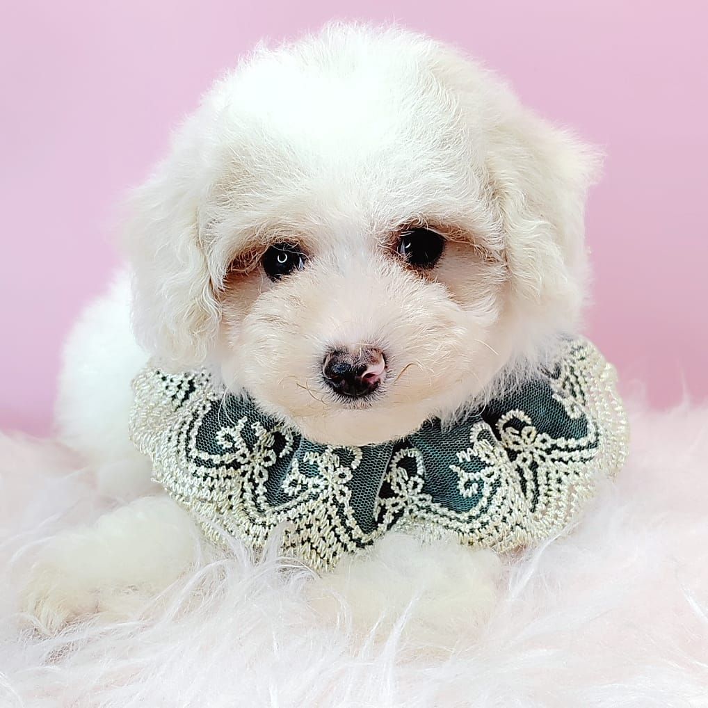 Poodle 娉拌开璐靛