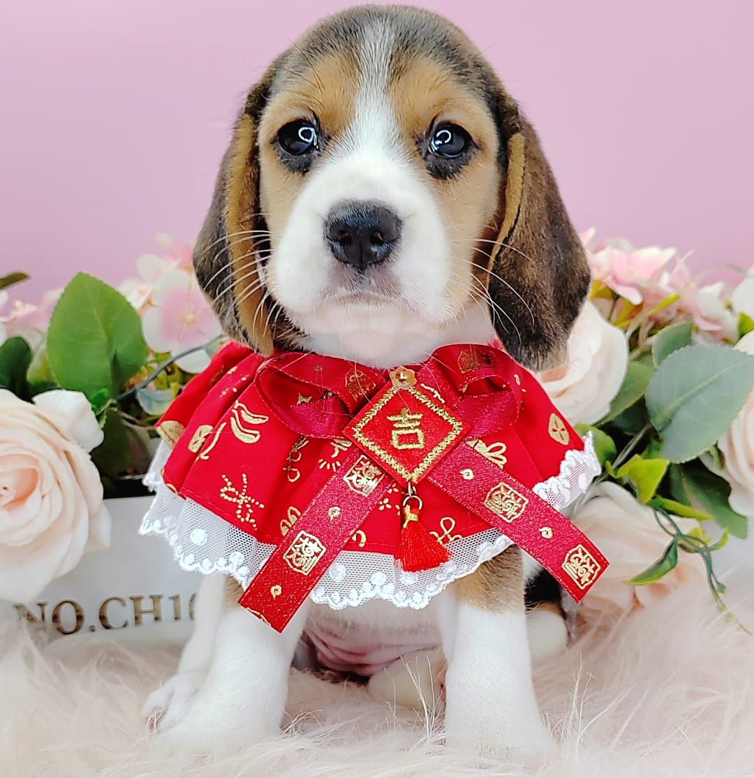 Beagle 米格鲁