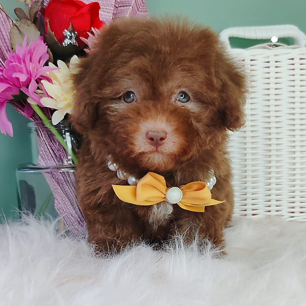Poodle 娉拌开璐靛