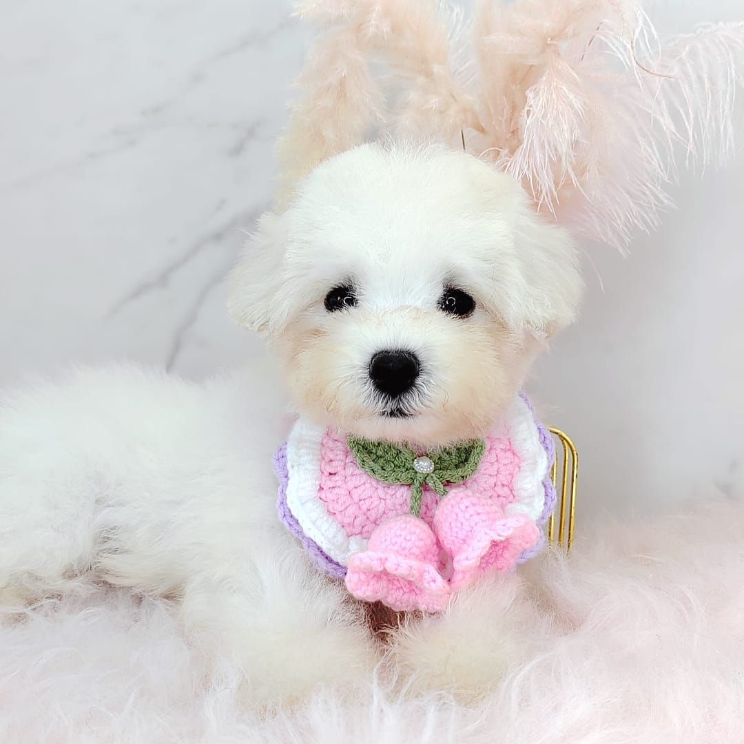 Maltipoo 马尔泰迪