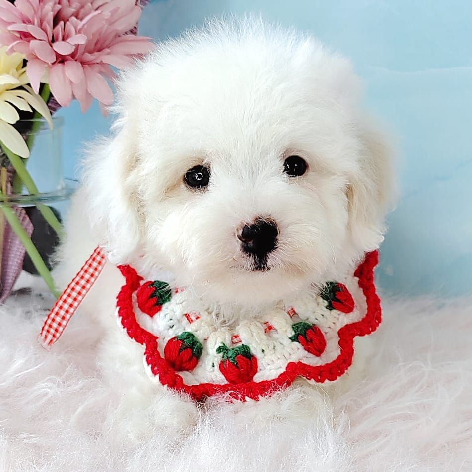 Maltipoo 马尔泰迪