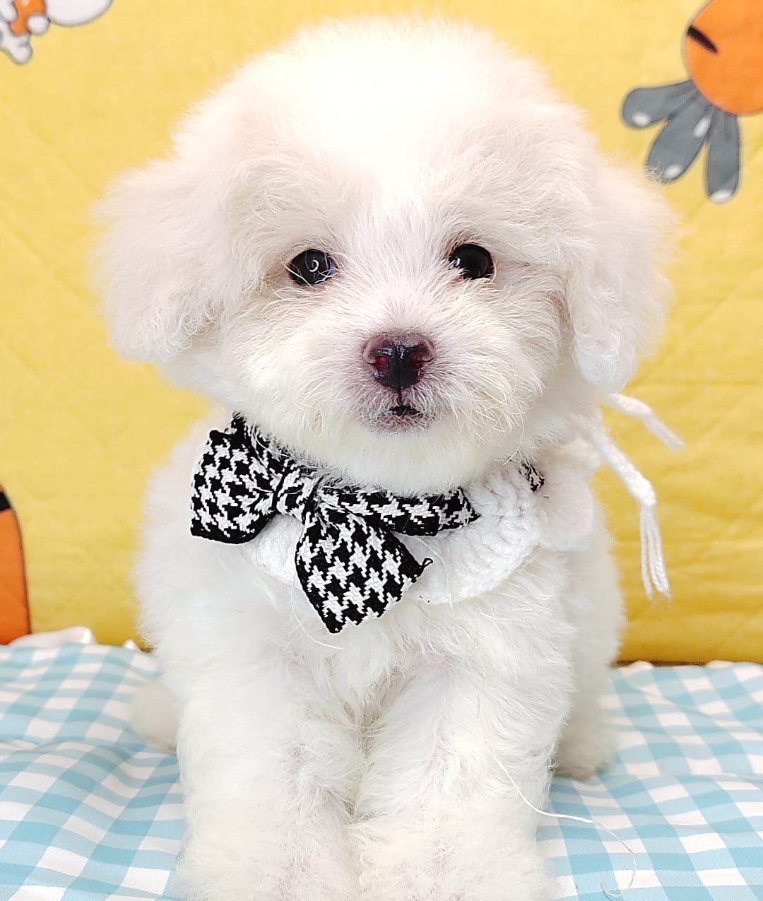 Poodle 娉拌开璐靛