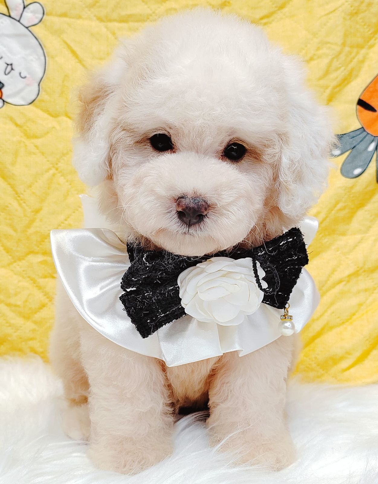 Poodle 娉拌开璐靛