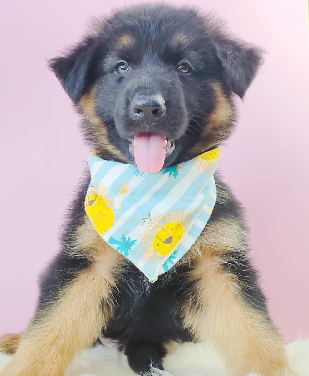 German Shepherd 德国牧羊犬