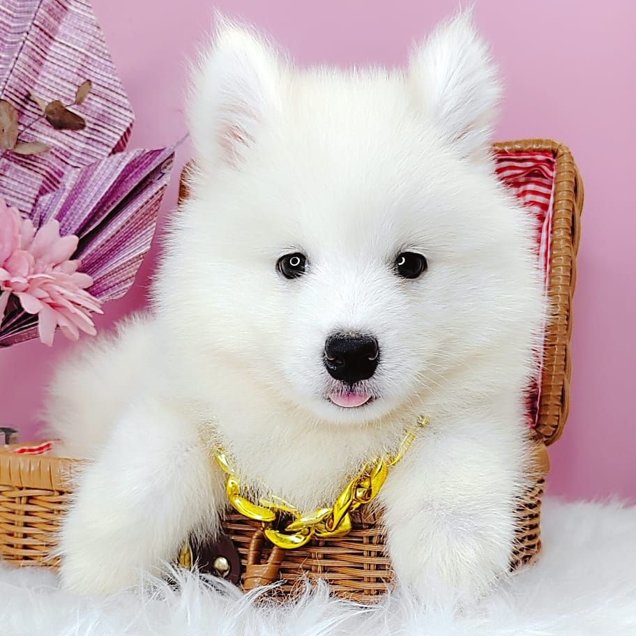 Pomsky 博士奇