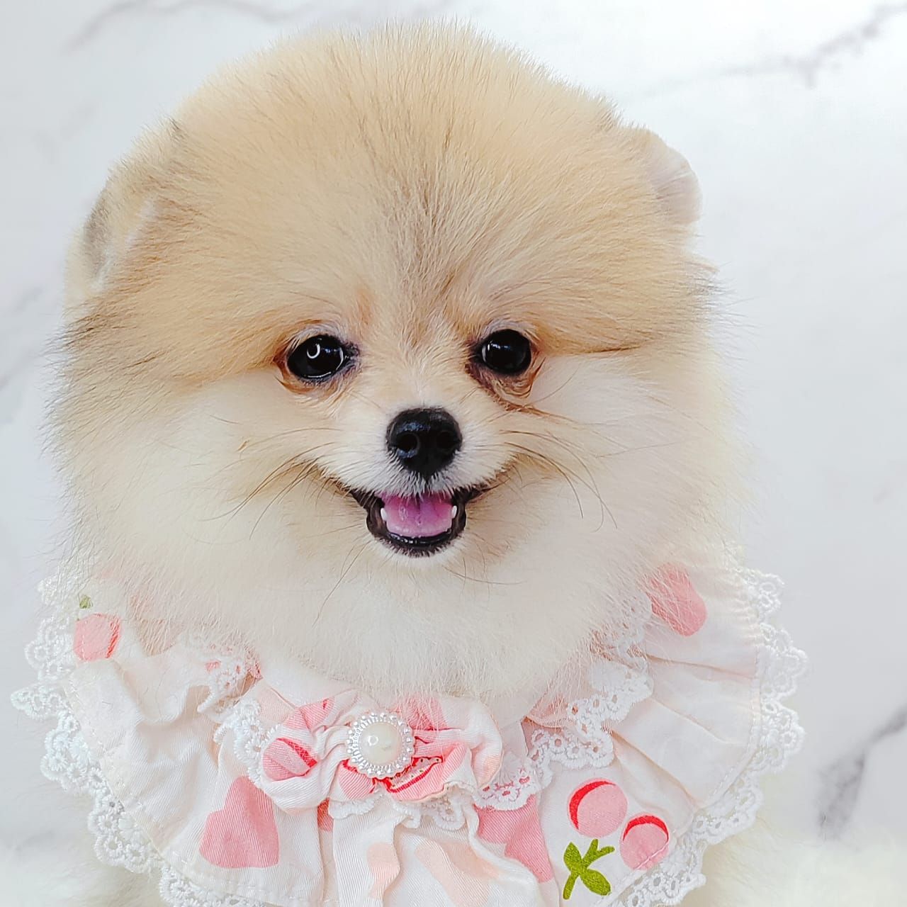 Pomeranian 博美