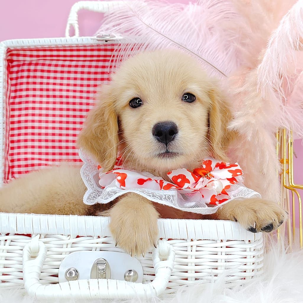Golden Retriever 黄金猎犬