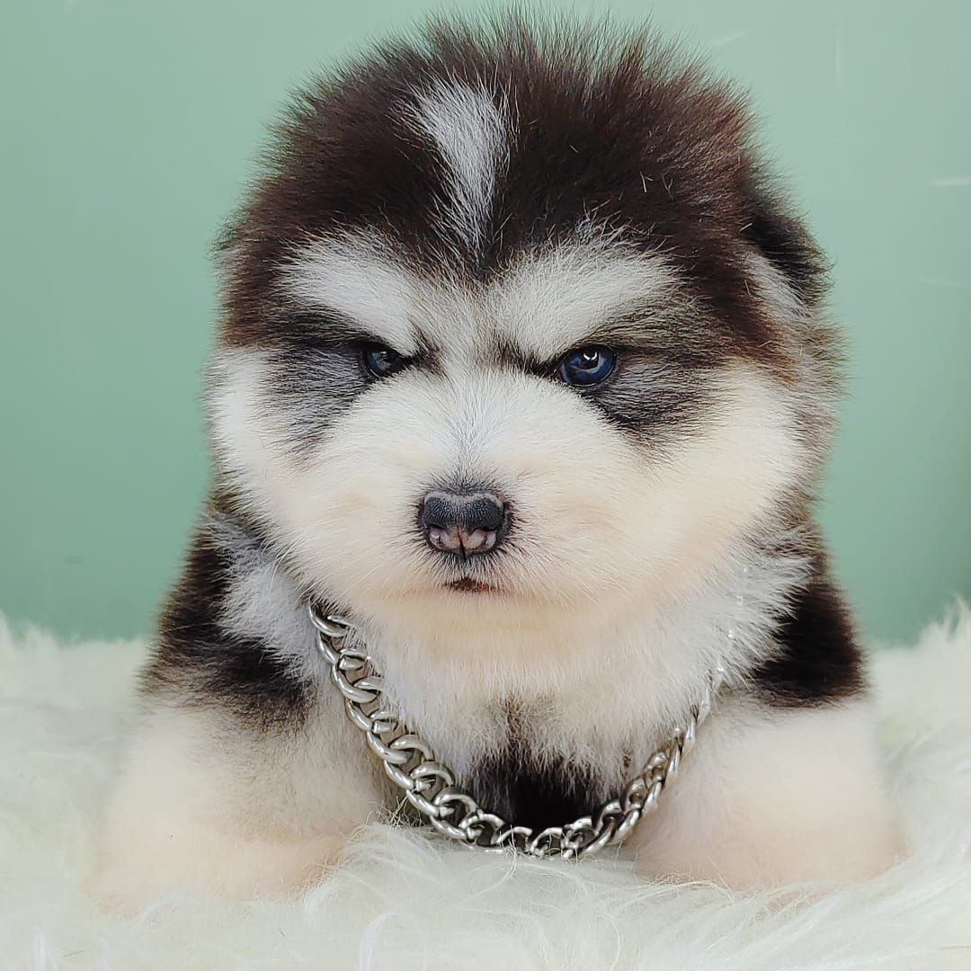Wooly Alaskan 长毛哈士奇