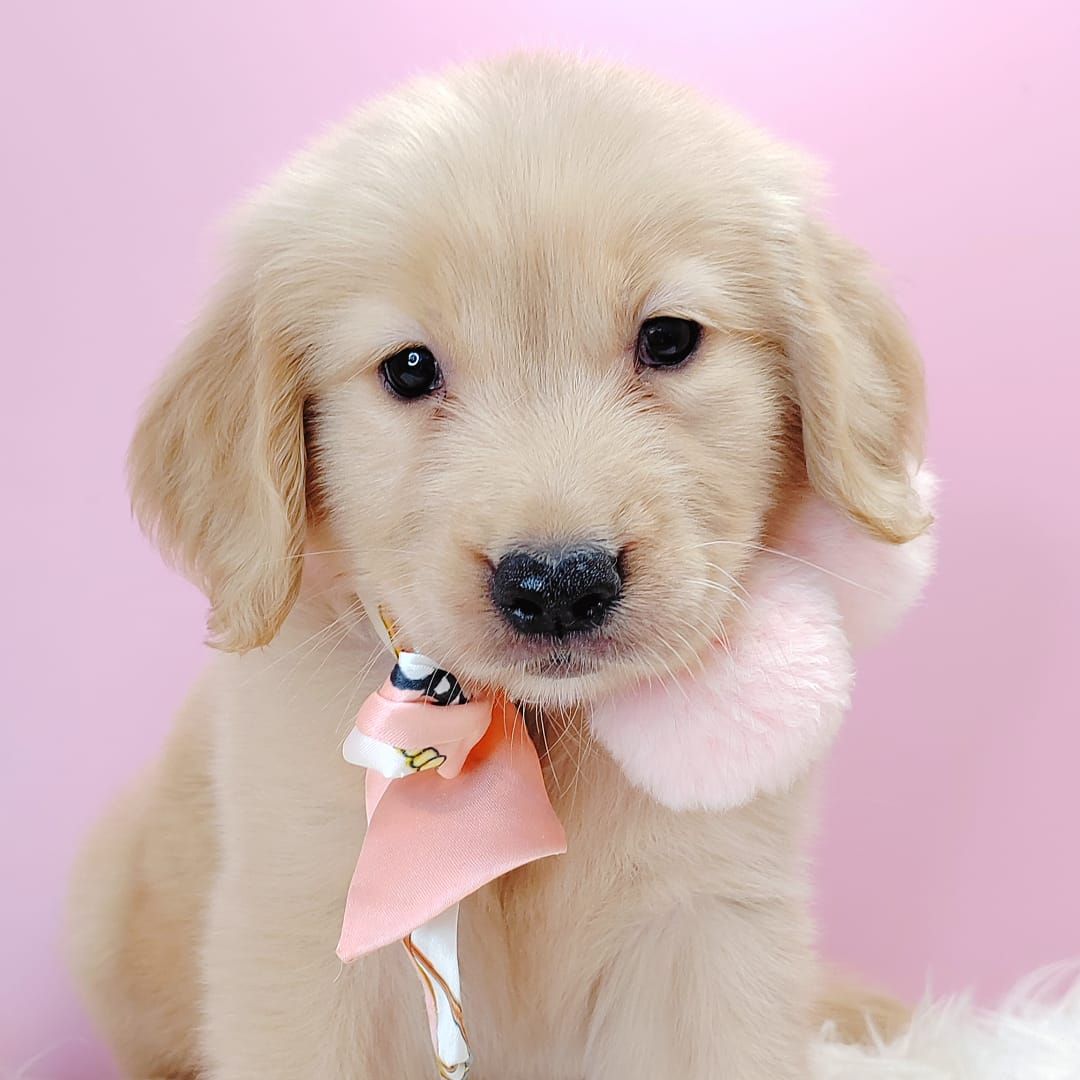 Golden Retriever 黄金猎犬