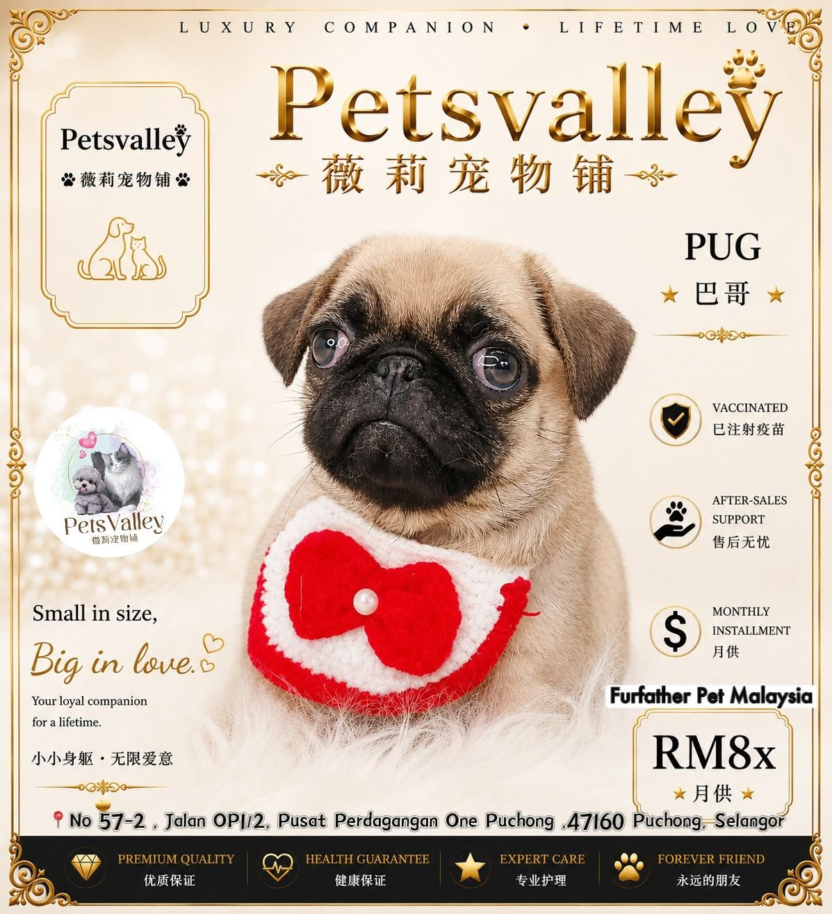 Pug 巴哥