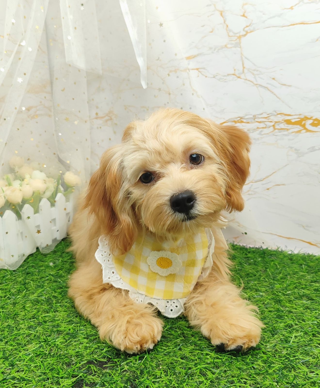 Poodle 娉拌开璐靛