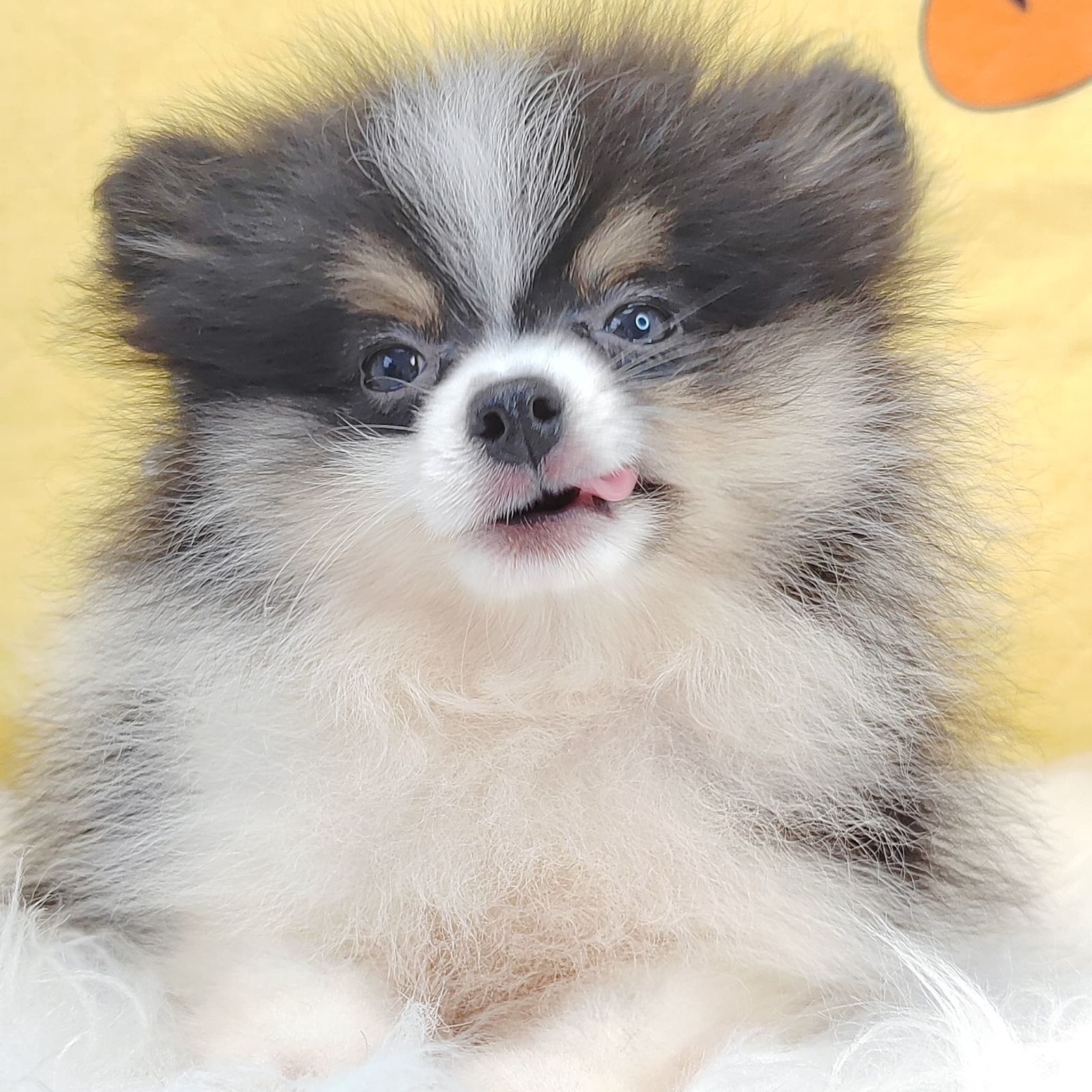 Pomeranian 博美