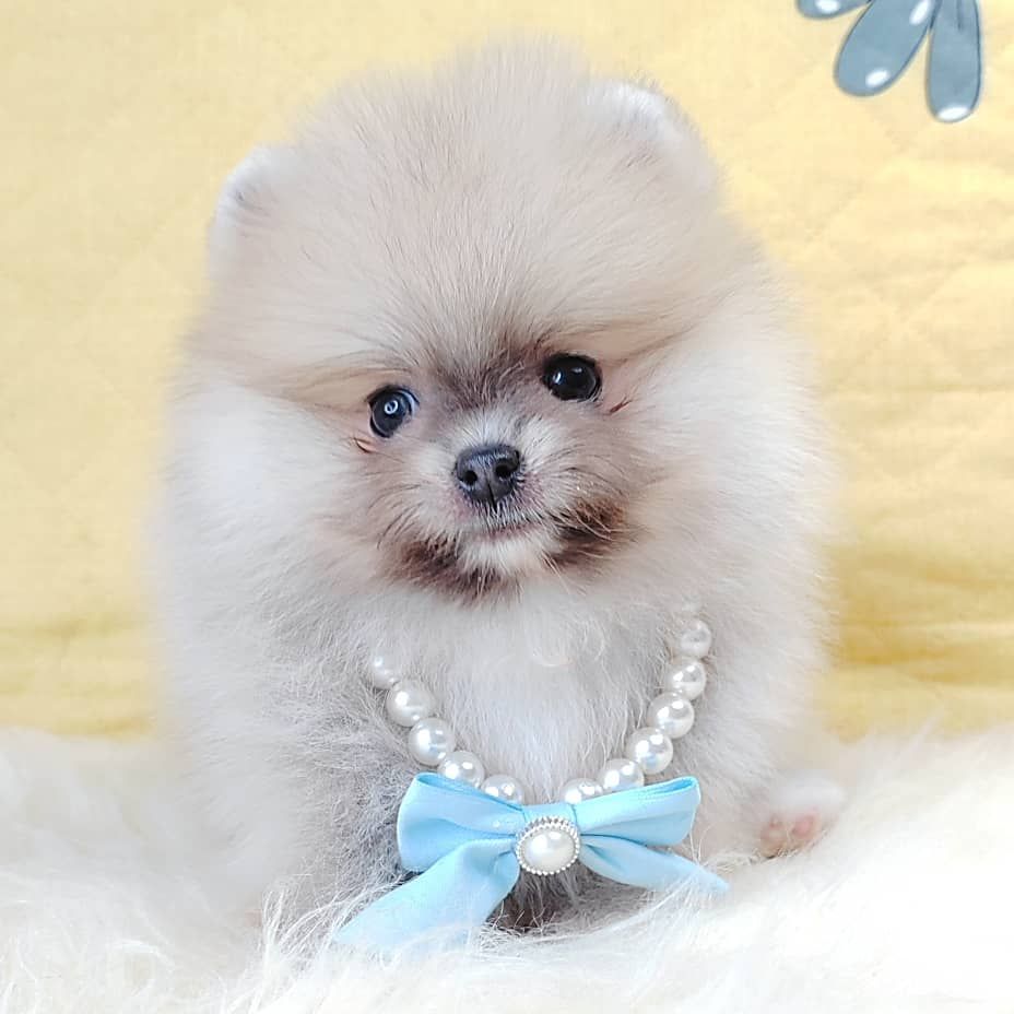 Pomeranian 博美