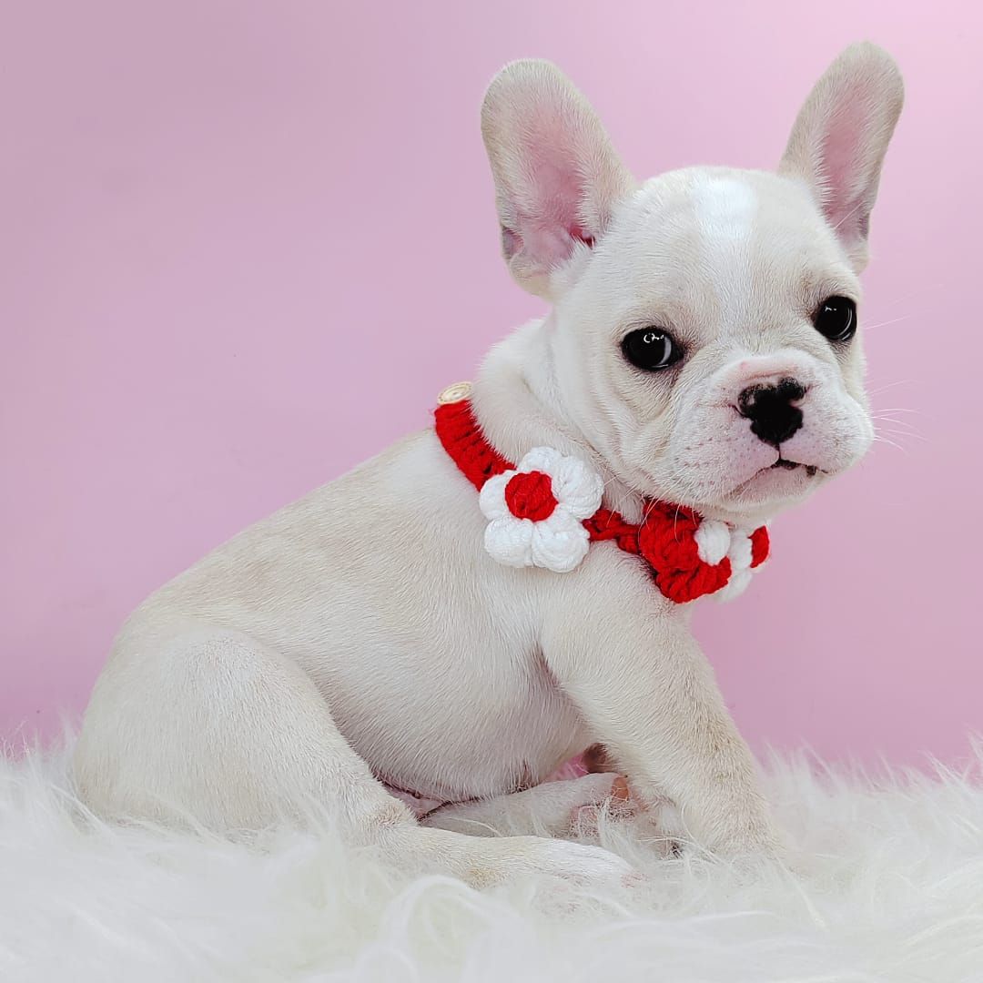 French Bulldog 法斗