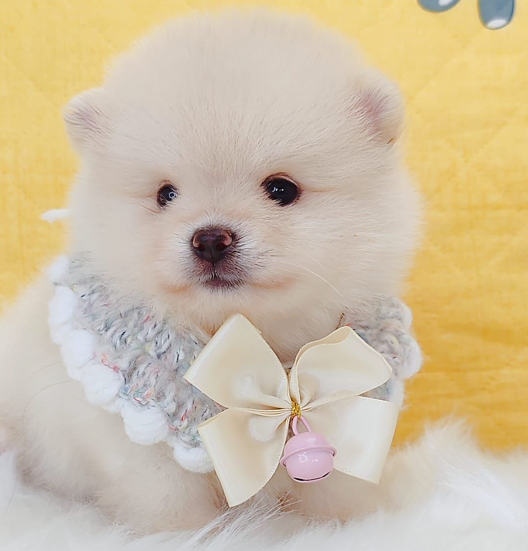 Pomeranian 博美
