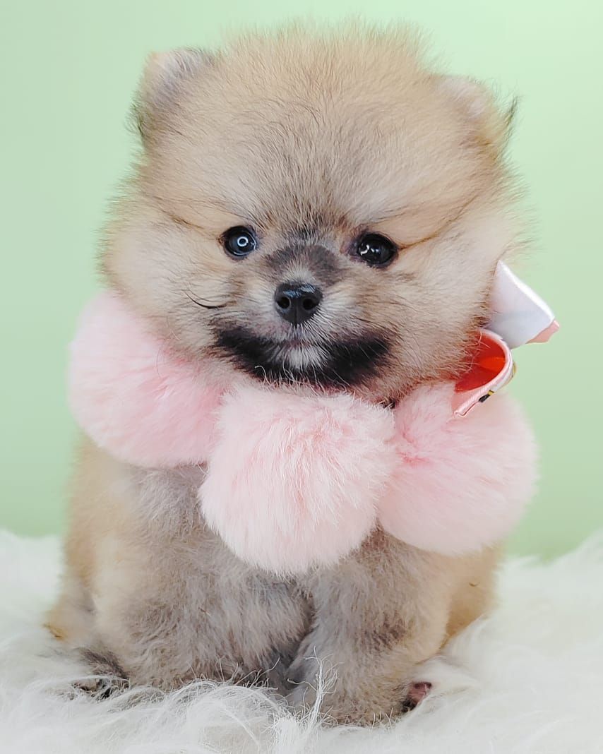 Pomeranian 博美