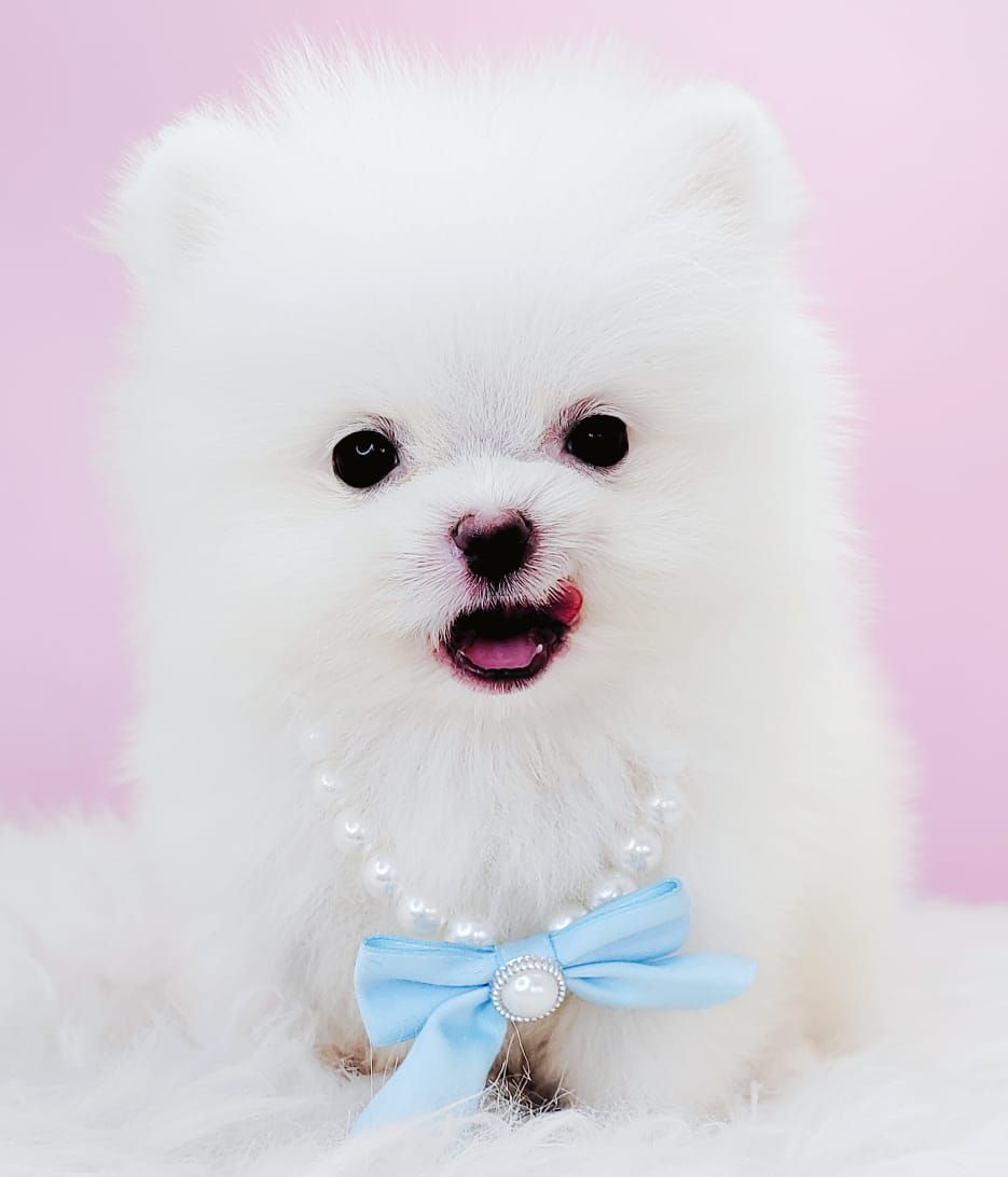 Pomeranian 博美