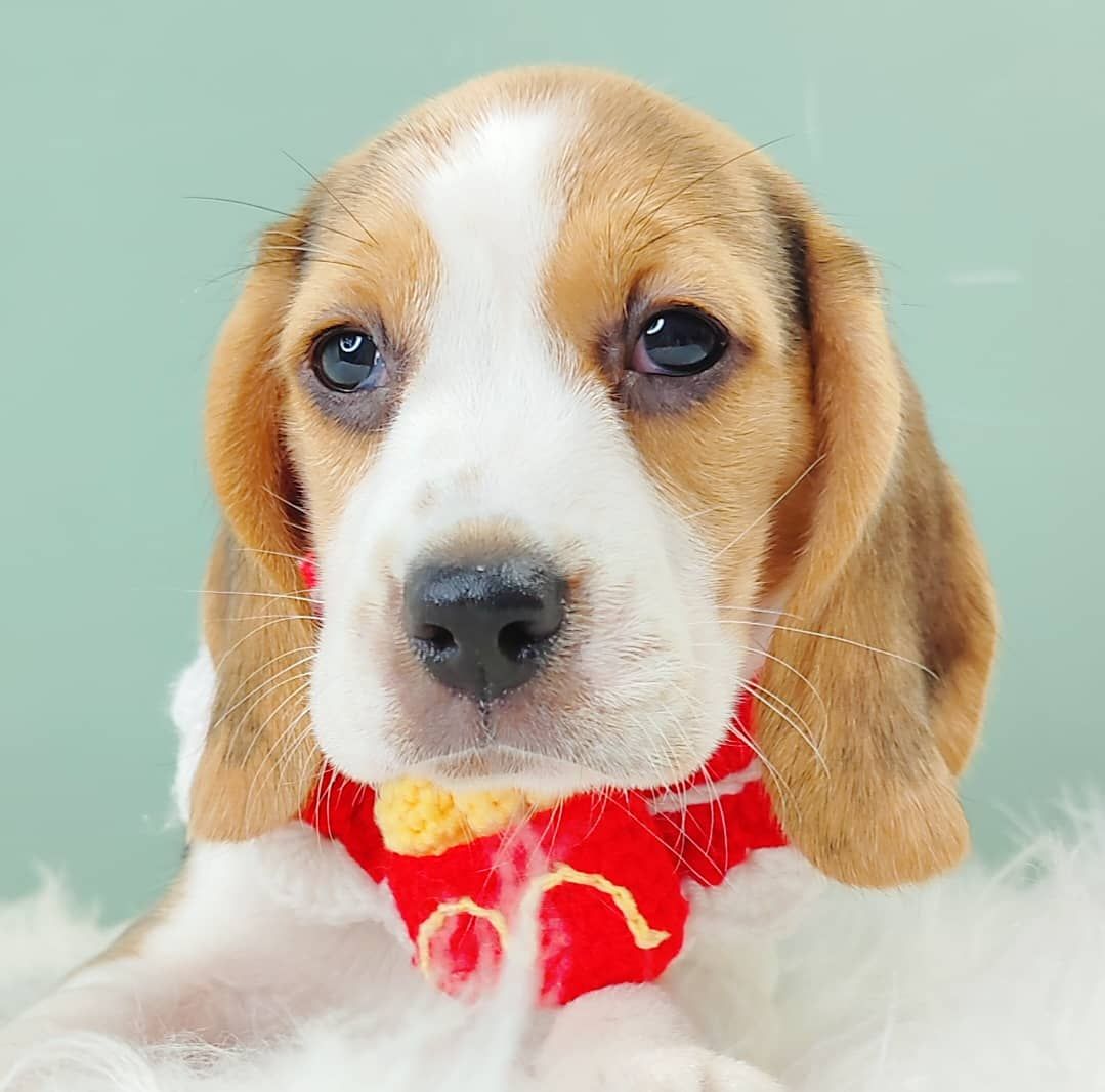 Beagle 米格鲁