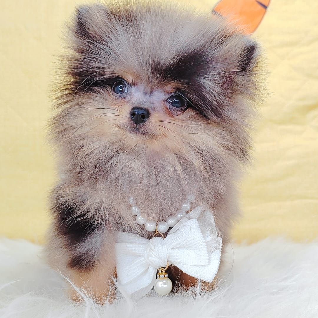 Pomeranian 博美