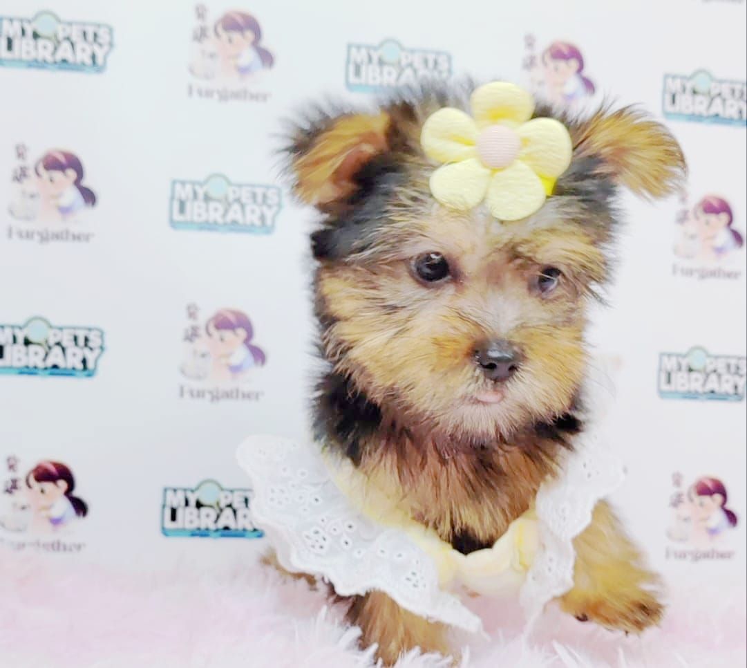 Yorkshire Terrier 约克夏