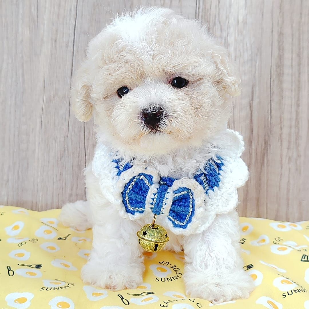 Poodle 娉拌开璐靛