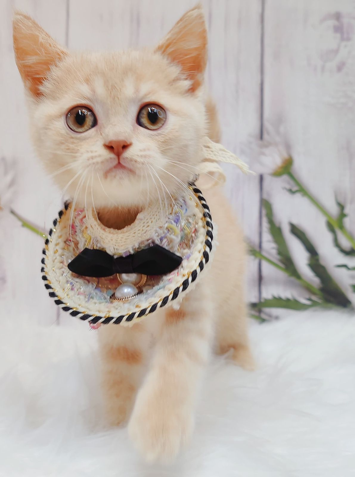 British Short Hair ( BSH ) 英短猫咪