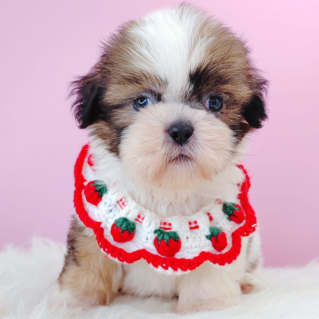 Shih Tzu 西施