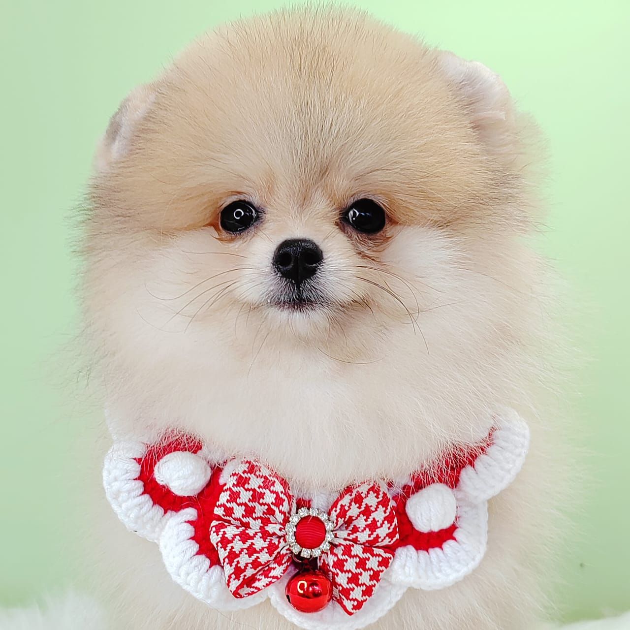 Pomeranian 博美
