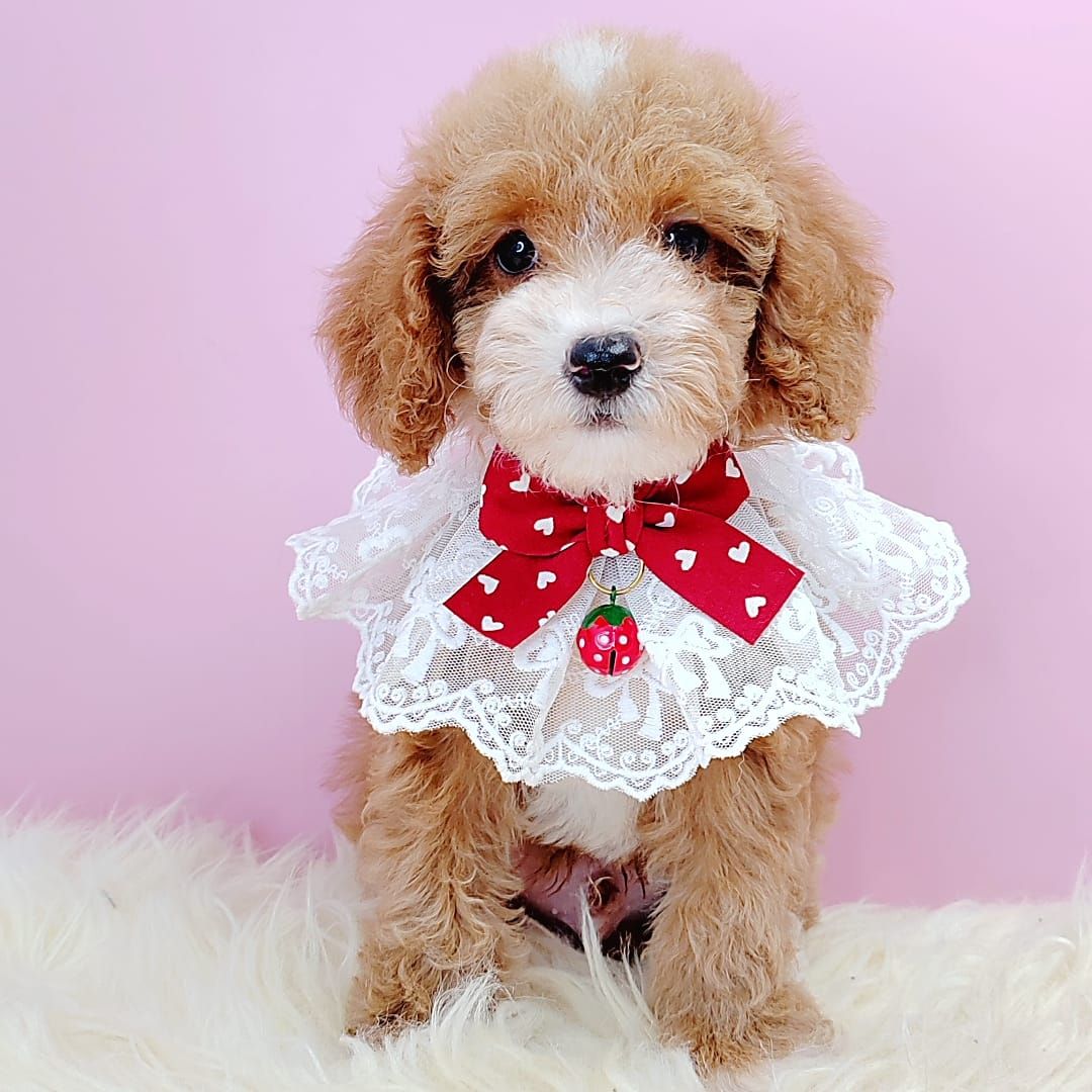 Maltipoo 马尔泰迪