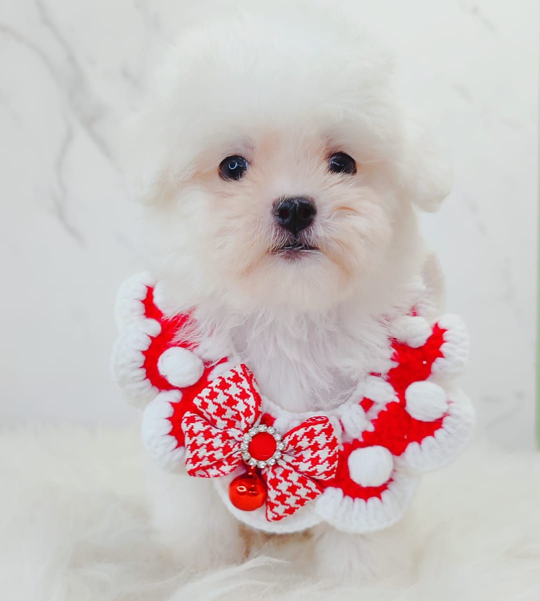 Bichon 比熊