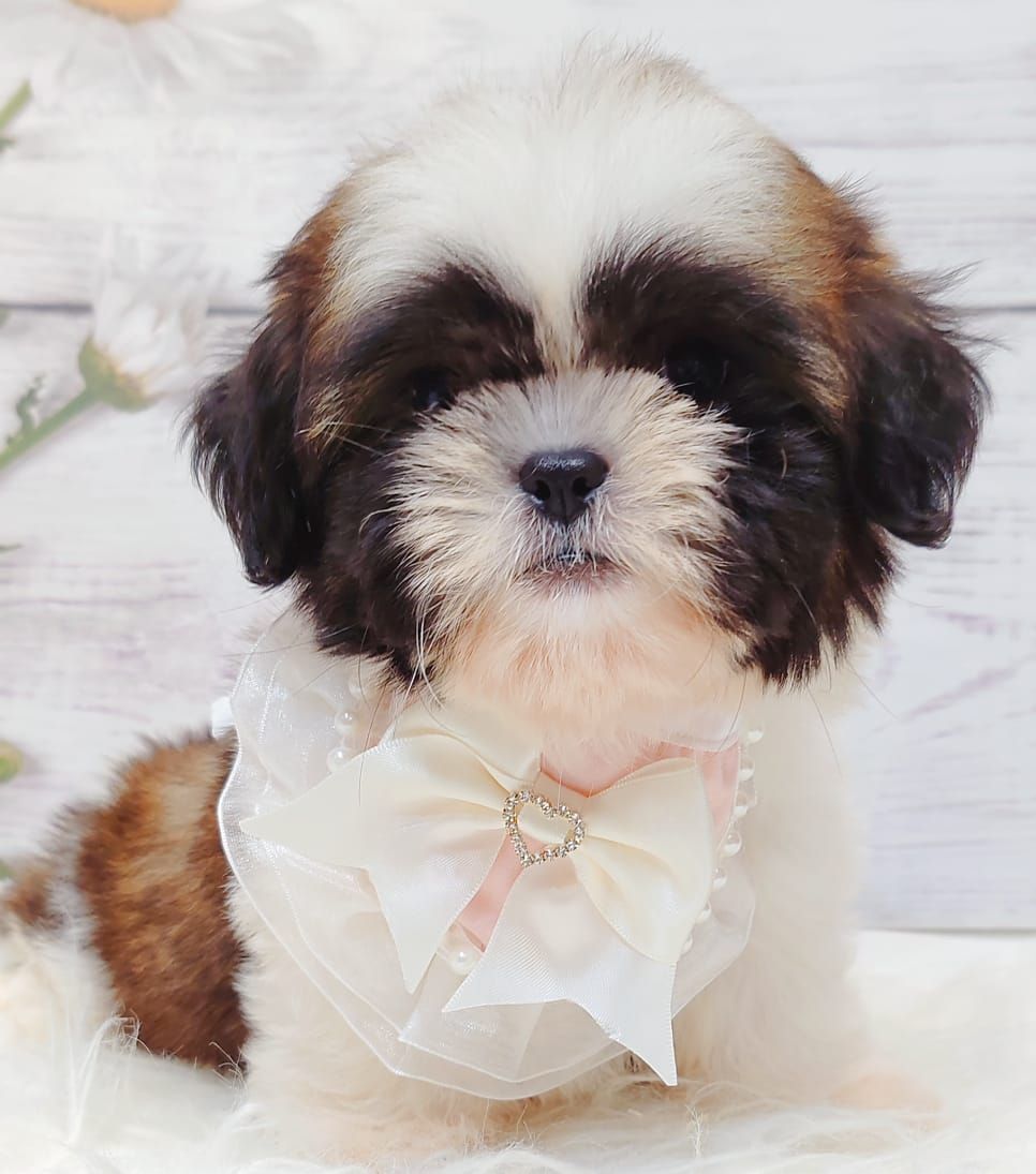 Shih Tzu 西施