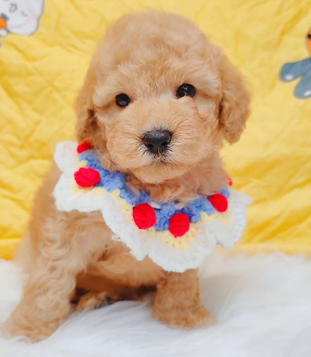 Poodle 娉拌开璐靛