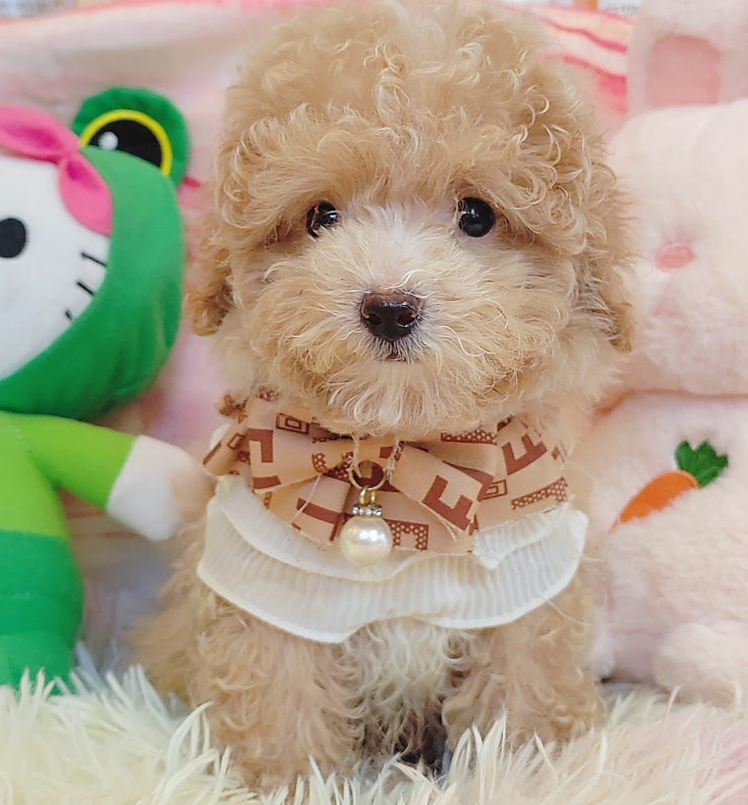 Poodle 娉拌开璐靛