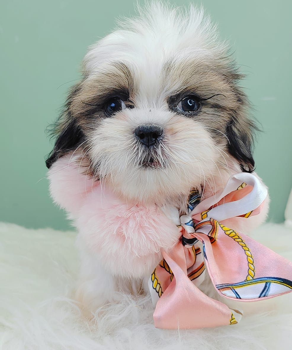 Shih Tzu 西施
