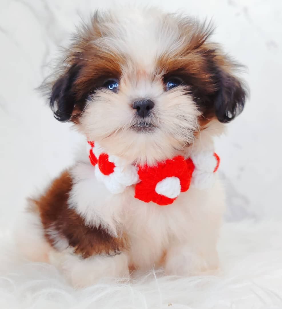 Shih Tzu 西施